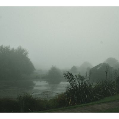 Monkeys in the mist
